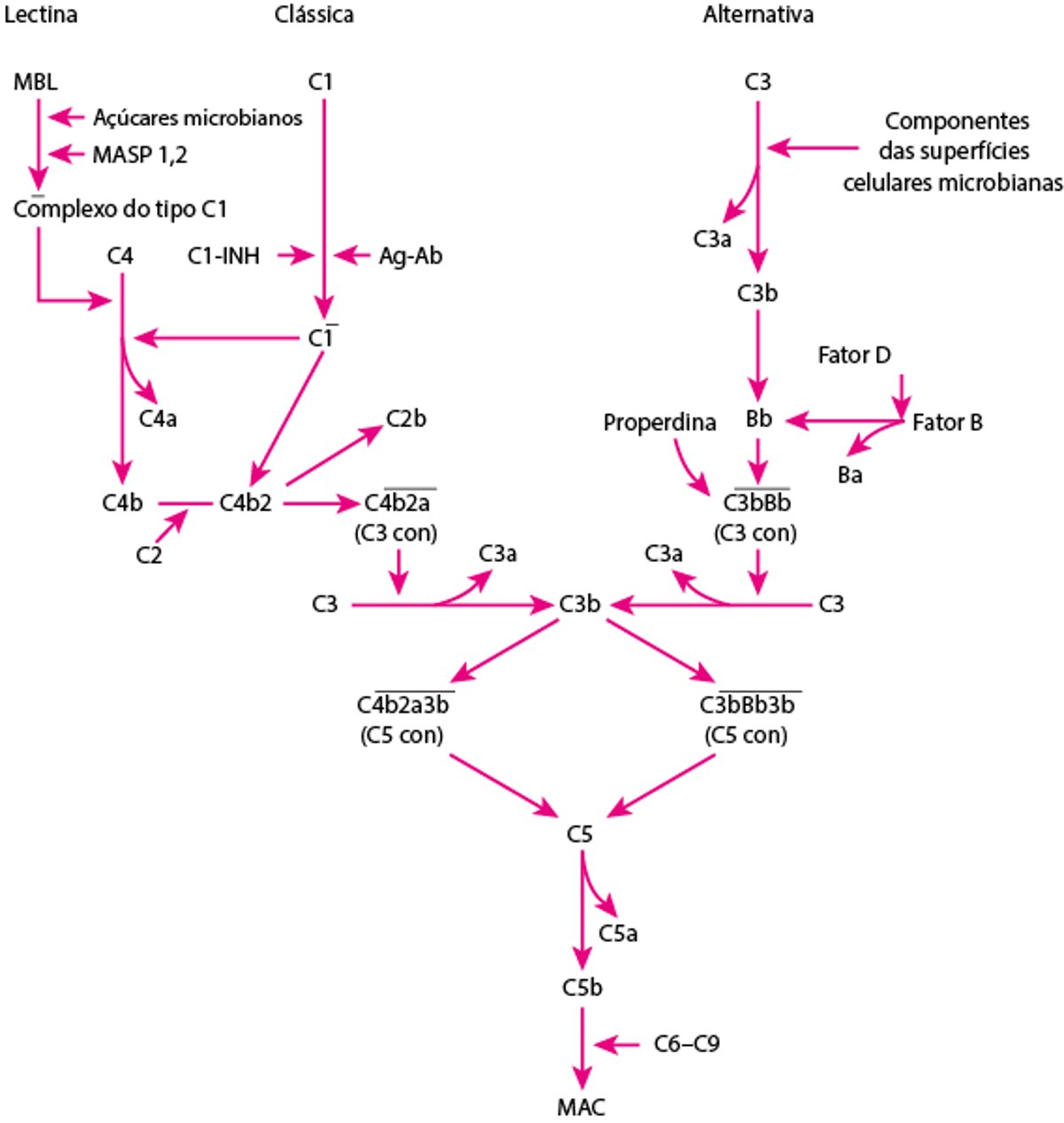 Vias de ativação do complemento