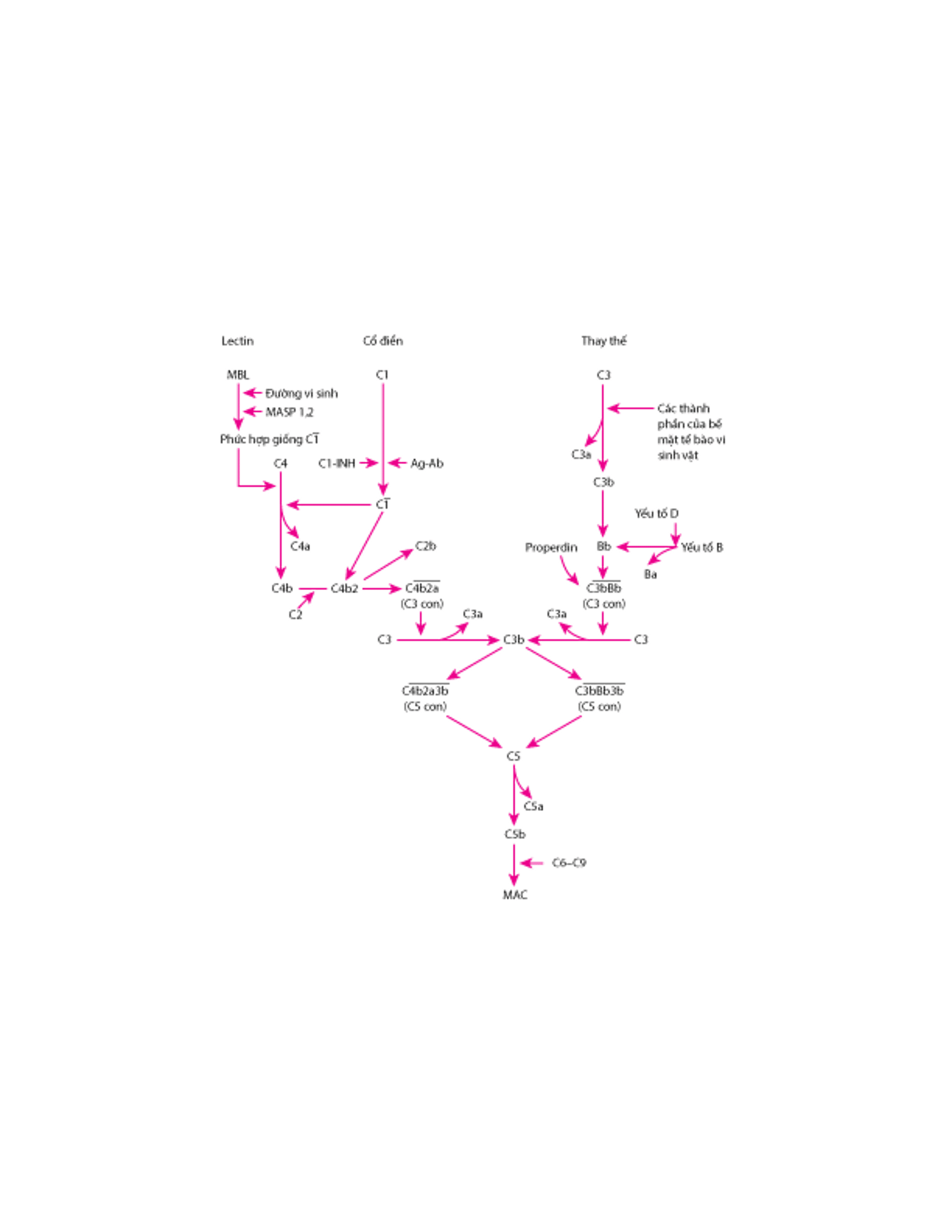 Các con đường hoạt hóa bổ thể