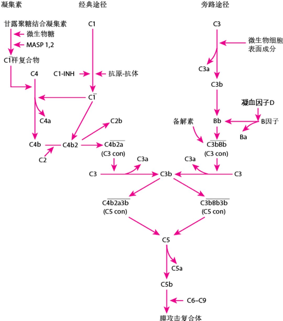 补体激活途径