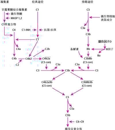 补体激活途径