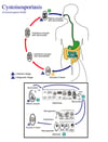 Ciclo vital de Cystoisospora belli