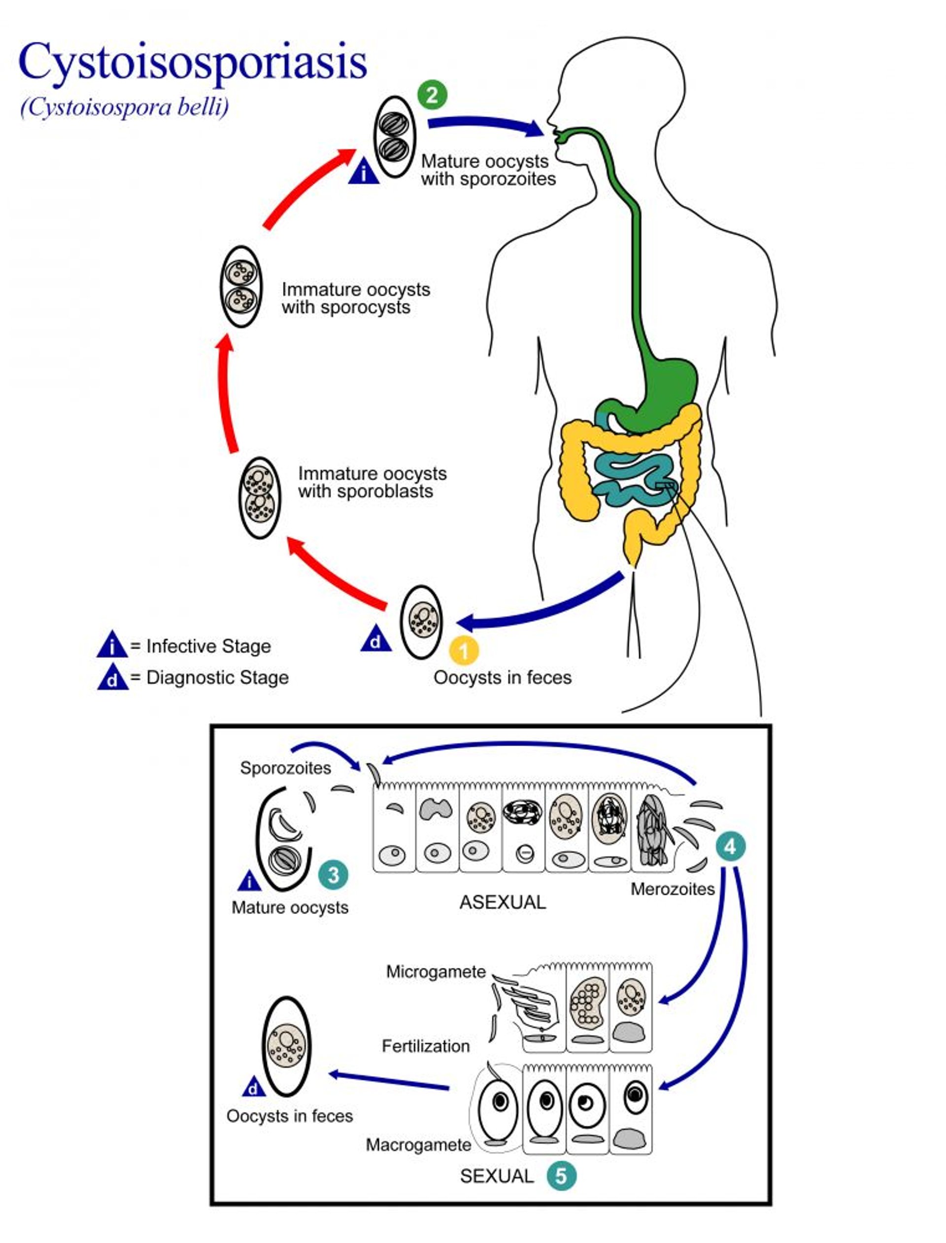Ciclo vital de <i >Cystoisospora belli</i>