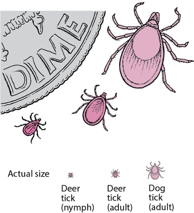 Deer ticks