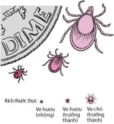 Ve hươu