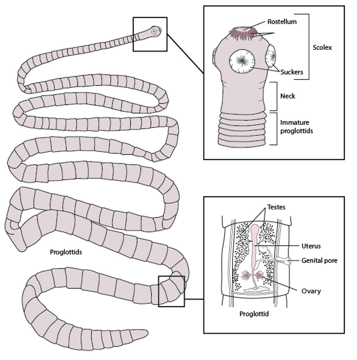 Representative Structure of a Tapeworm, Based on Taenia solium