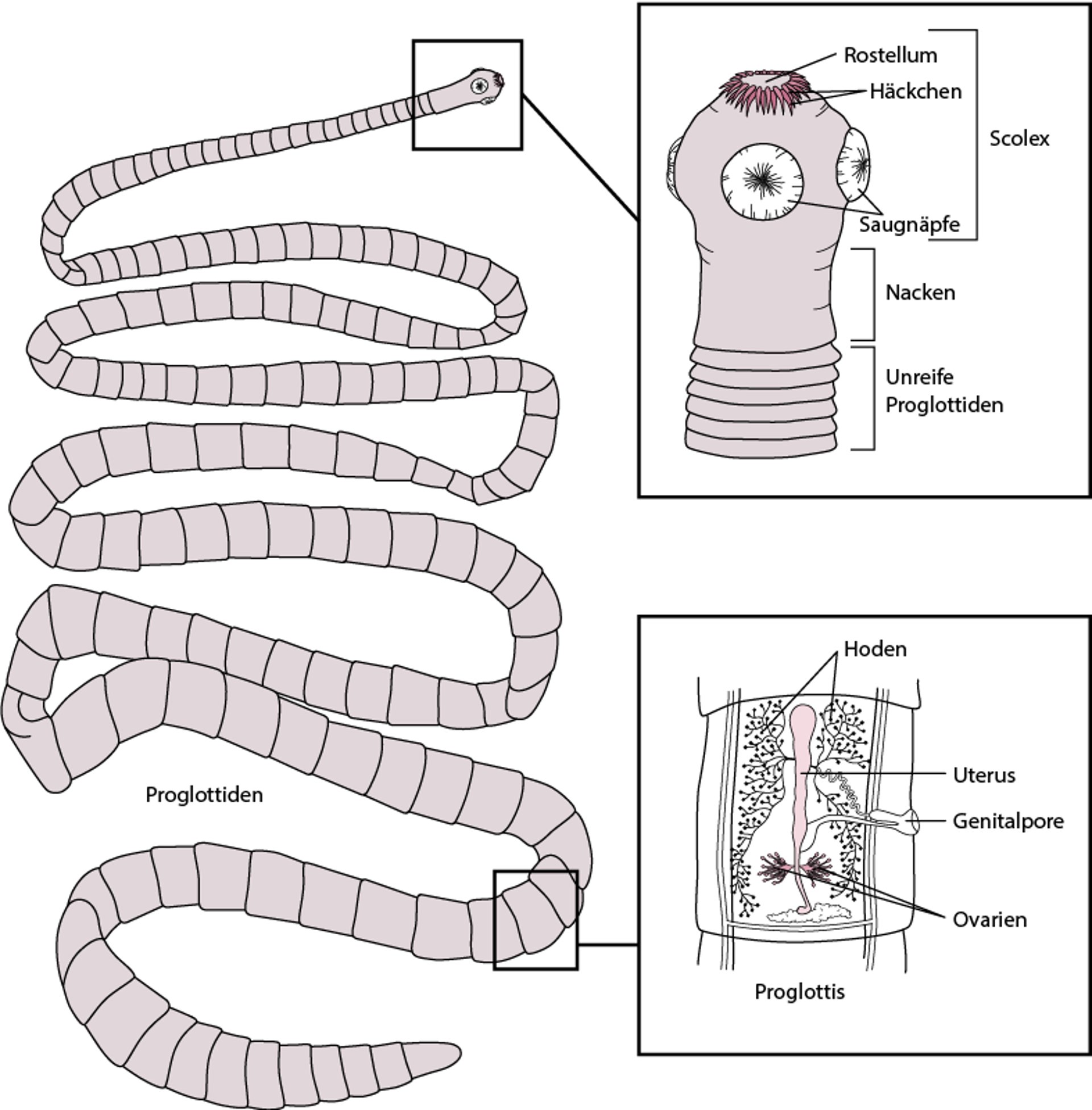 Repräsentative Struktur eines Bandwurm, basierend auf Taenia solium