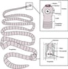 Estructura representativa de una tenia, sobre la base de Taenia solium