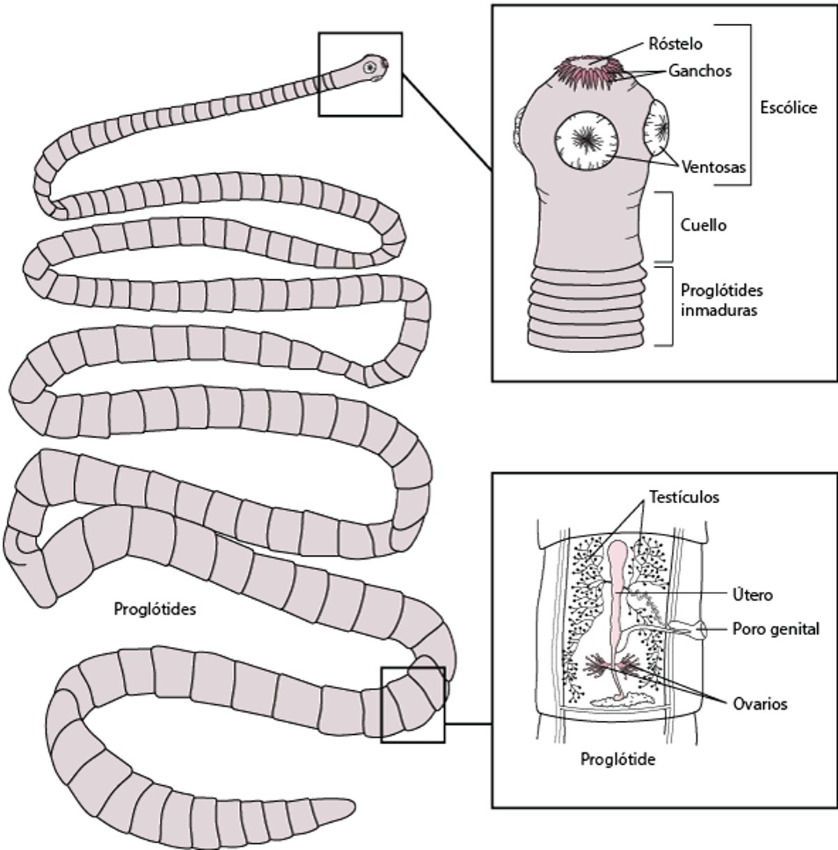 Estructura representativa de una tenia, sobre la base de <i >Taenia solium</i>