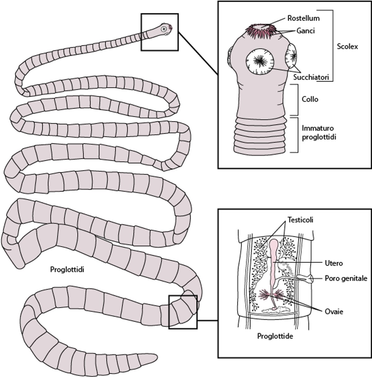 Struttura rappresentativa di una tenia, basata su <i >Taenia solium</i>