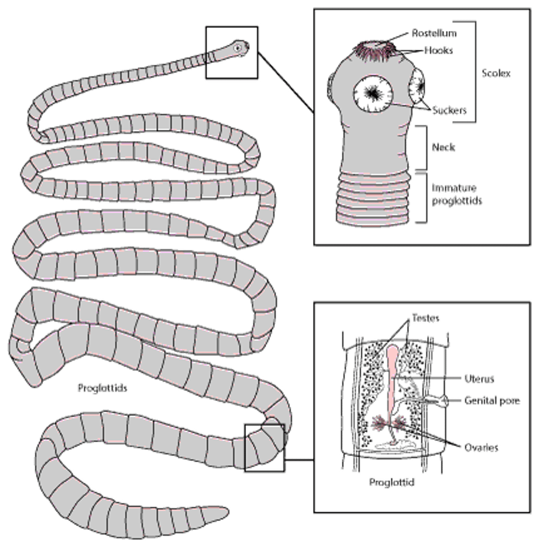 有鉤条虫（Taenia solium）を例にとった条虫の代表的な構造