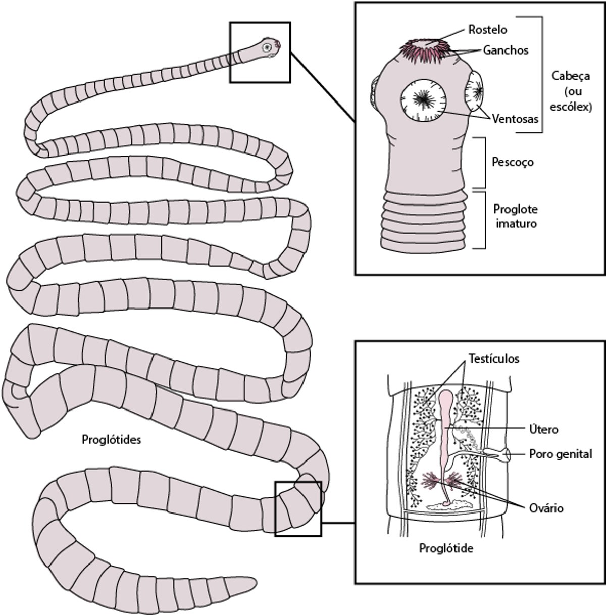 Estrutura representativa de uma tênia, com base na <i >Taenia solium</i>