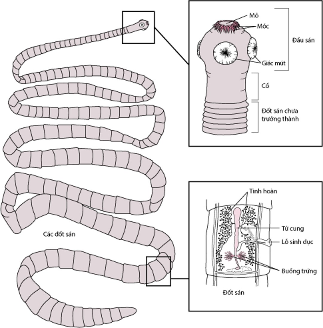 Cấu trúc đại diện của sán dây, dựa trên <i >Taenia solium</i>