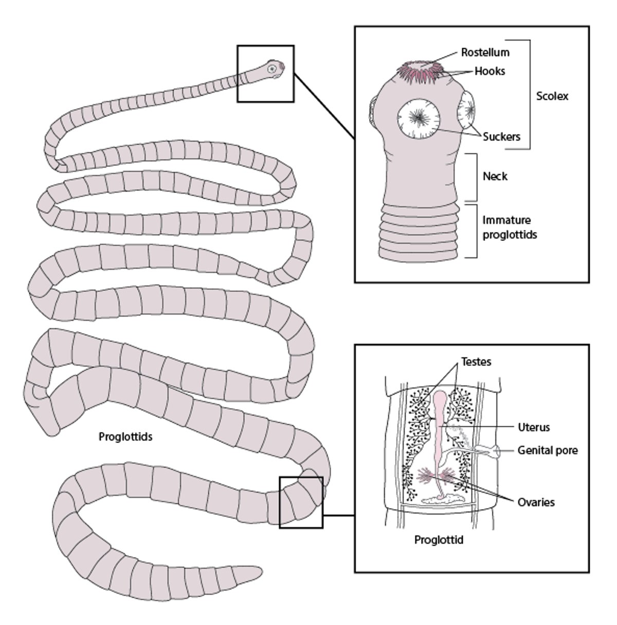 绦虫的典型结构，基于<i >猪肉绦虫</i>。