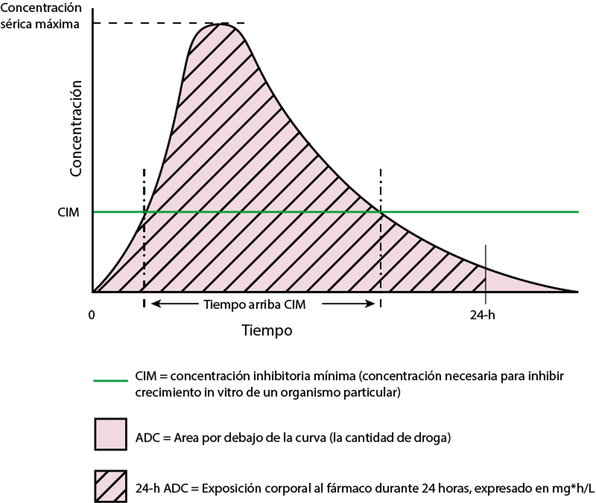 Tiempo relacionado con la concentración de una dosis única de un antibiótico teórico