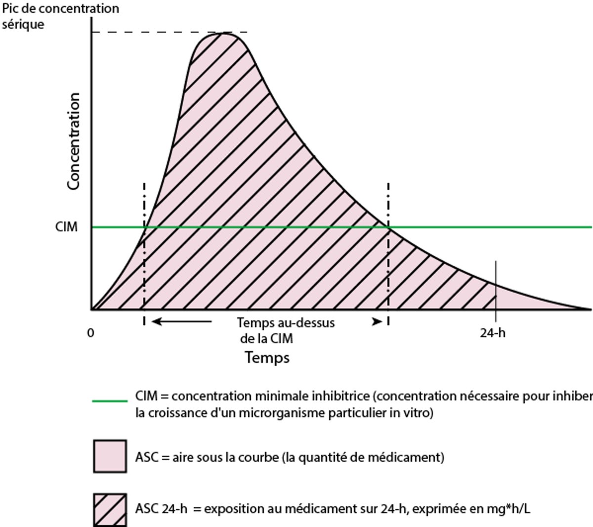 Temps versus concentration d'une dose unique d'un antibiotique théorique