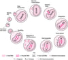 Simplified HIV Life Cycle