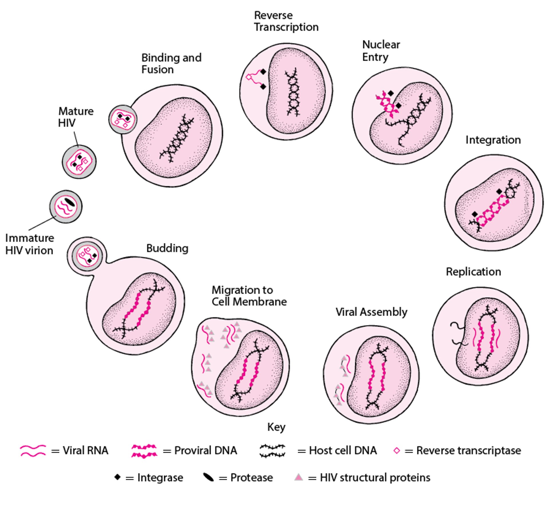 Human Immunodeficiency Virus (HIV) Infection in Infants and Children ...
