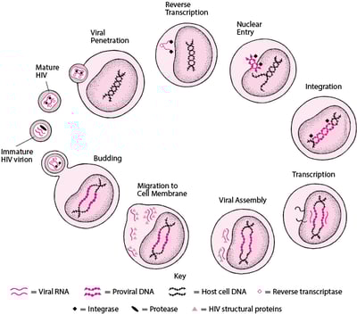 Simplified HIV Life Cycle