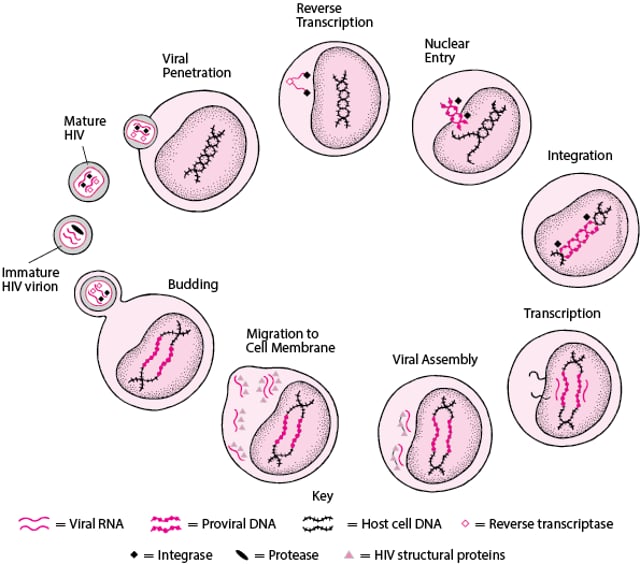 Image:Simplified HIV life cycle-MSD Manual Professional Edition
