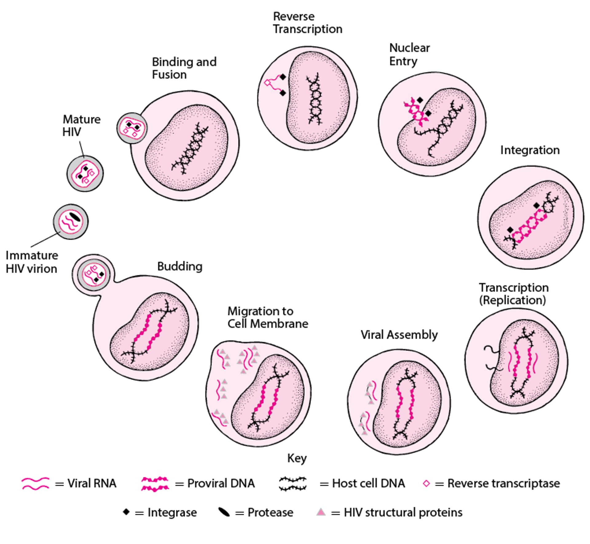 Simplified HIV Life Cycle