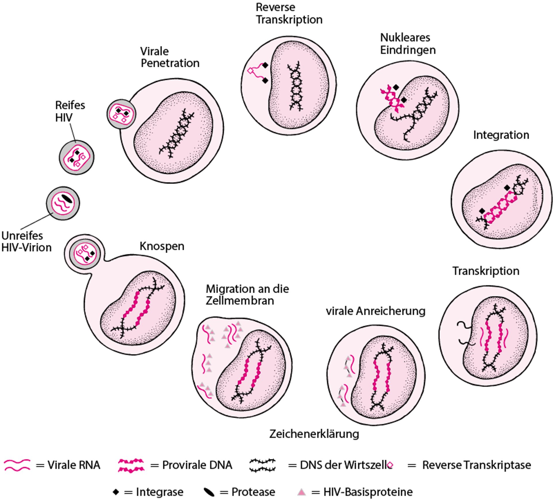 Vereinfachter HIV-Lebenszyklus
