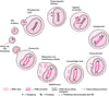 Ciclo vital simplificado del HIV