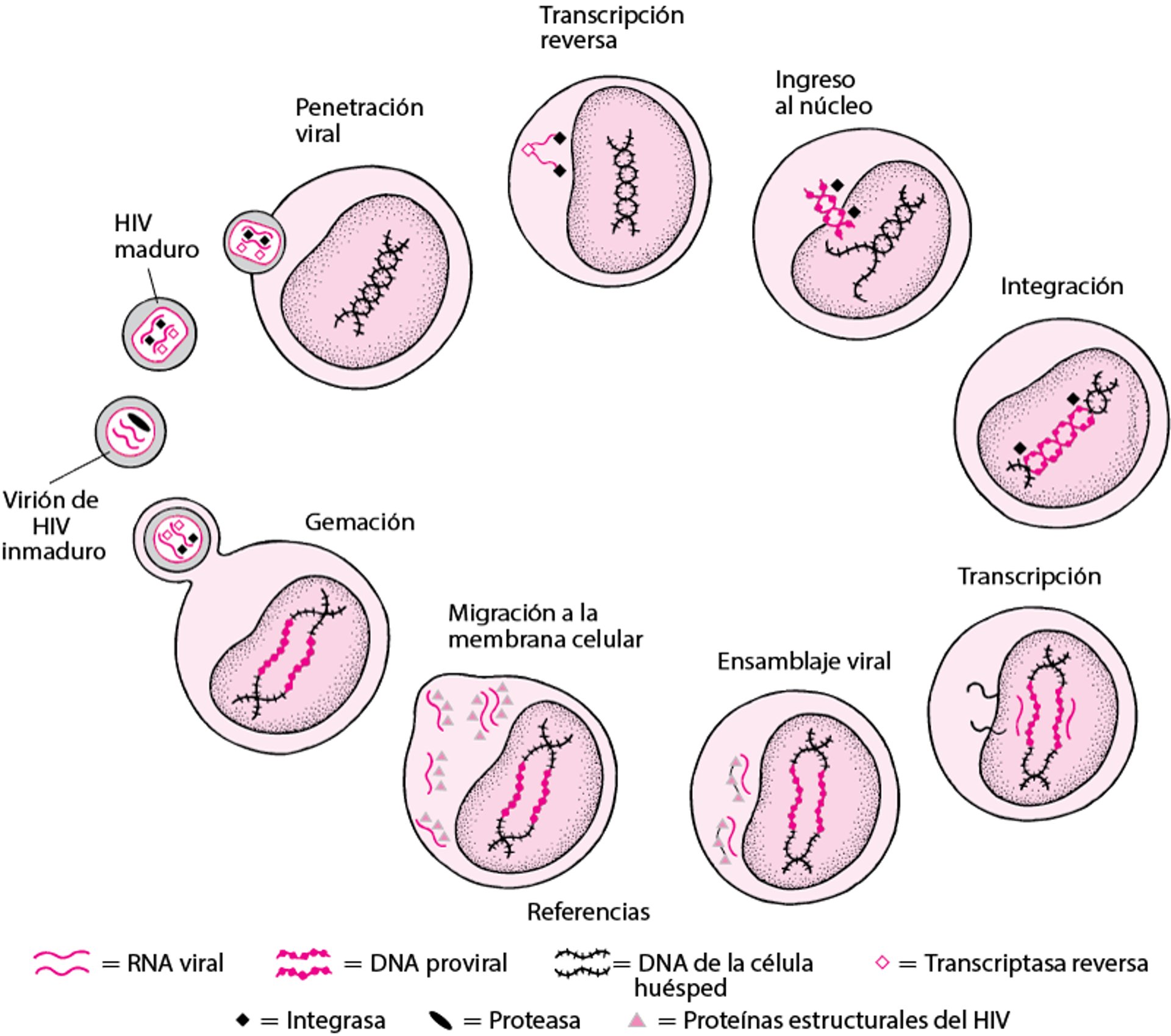 Ciclo vital simplificado del HIV