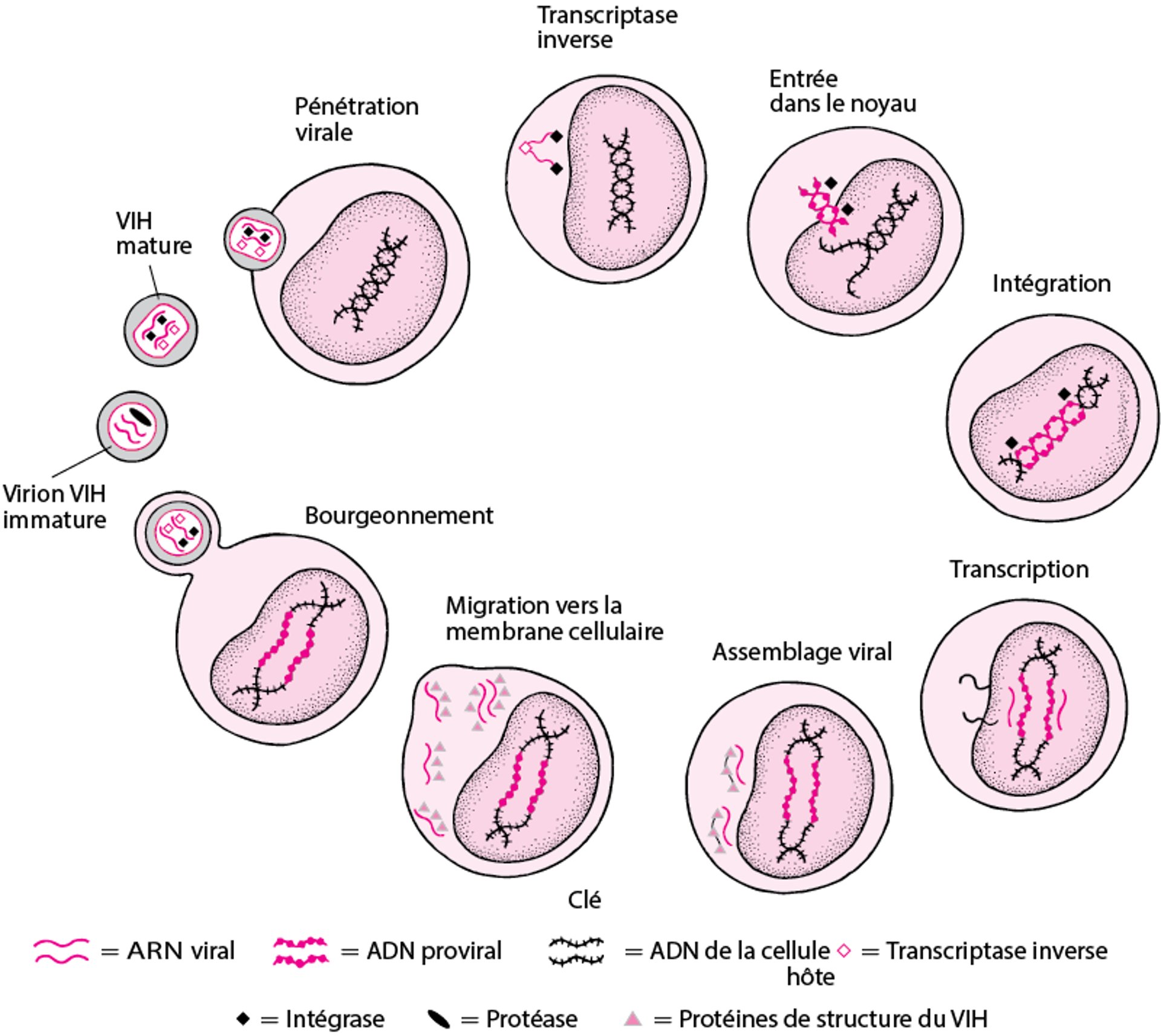 Cycle évolutif simplifié du VIH