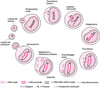 Ciclo di vita semplificato dell'HIV