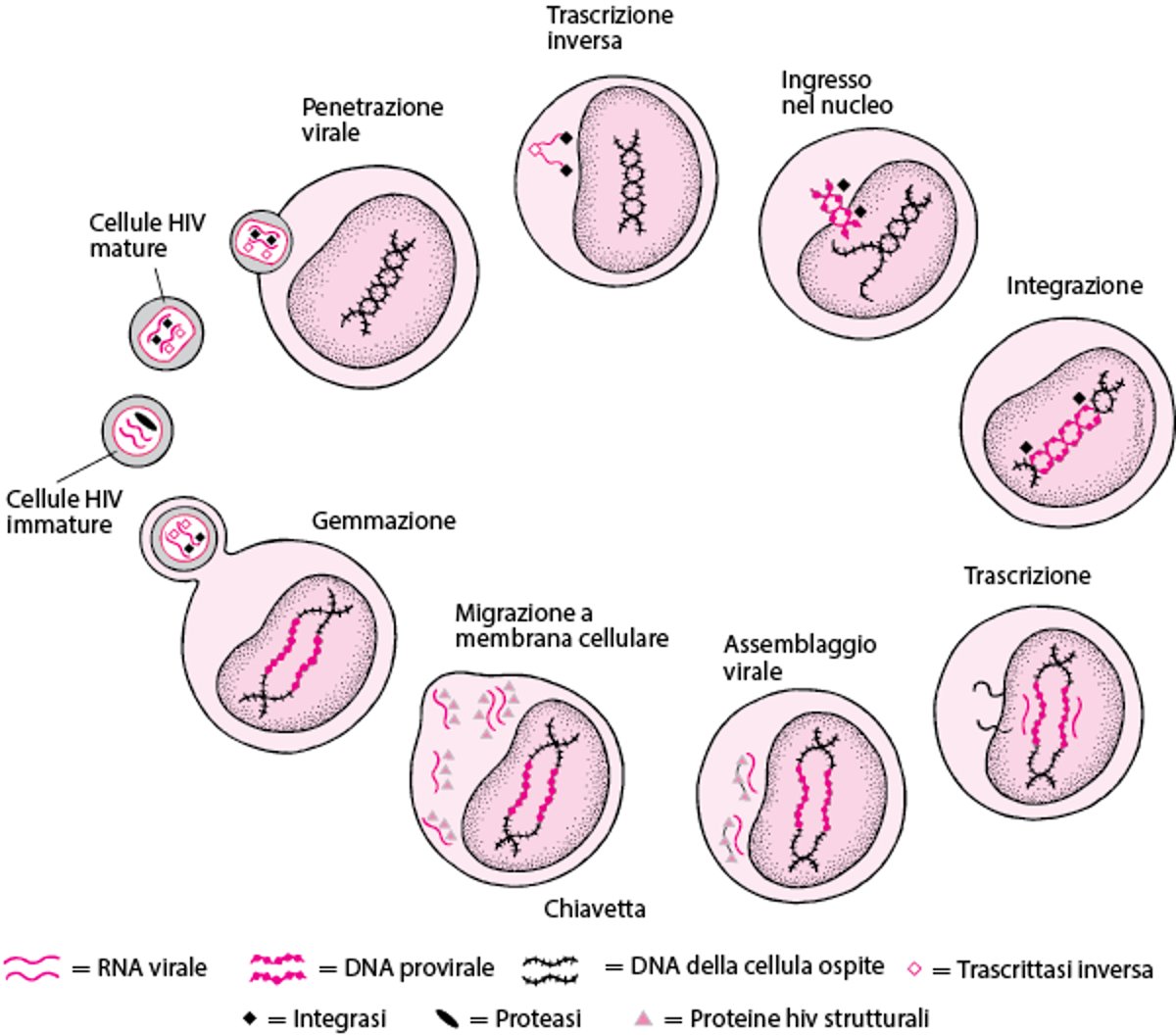 Ciclo di vita semplificato dell'HIV