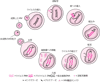 HIVの生活環の概略