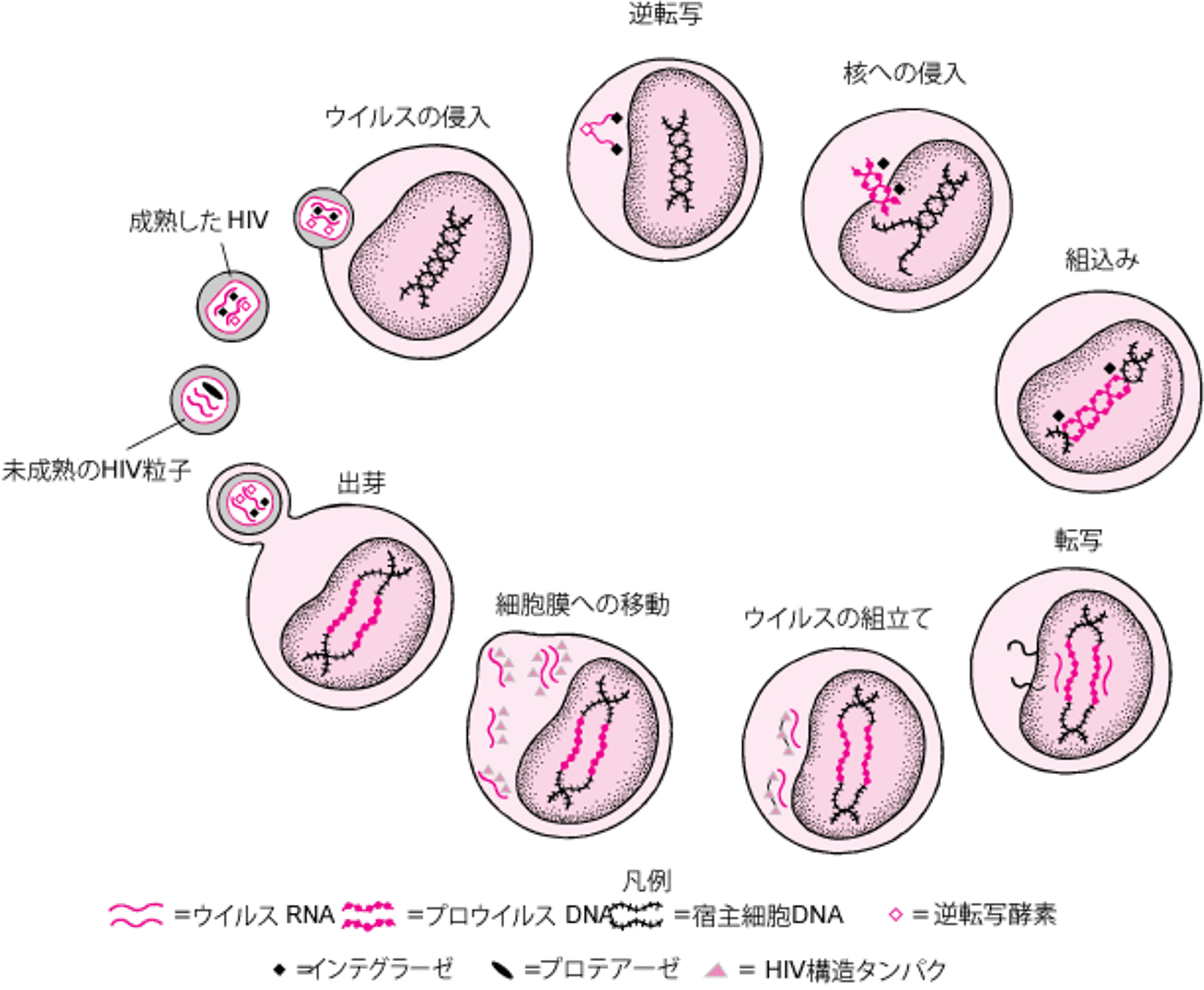 HIVの生活環の概略