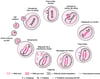 Ciclo de vida simplificado do HIV