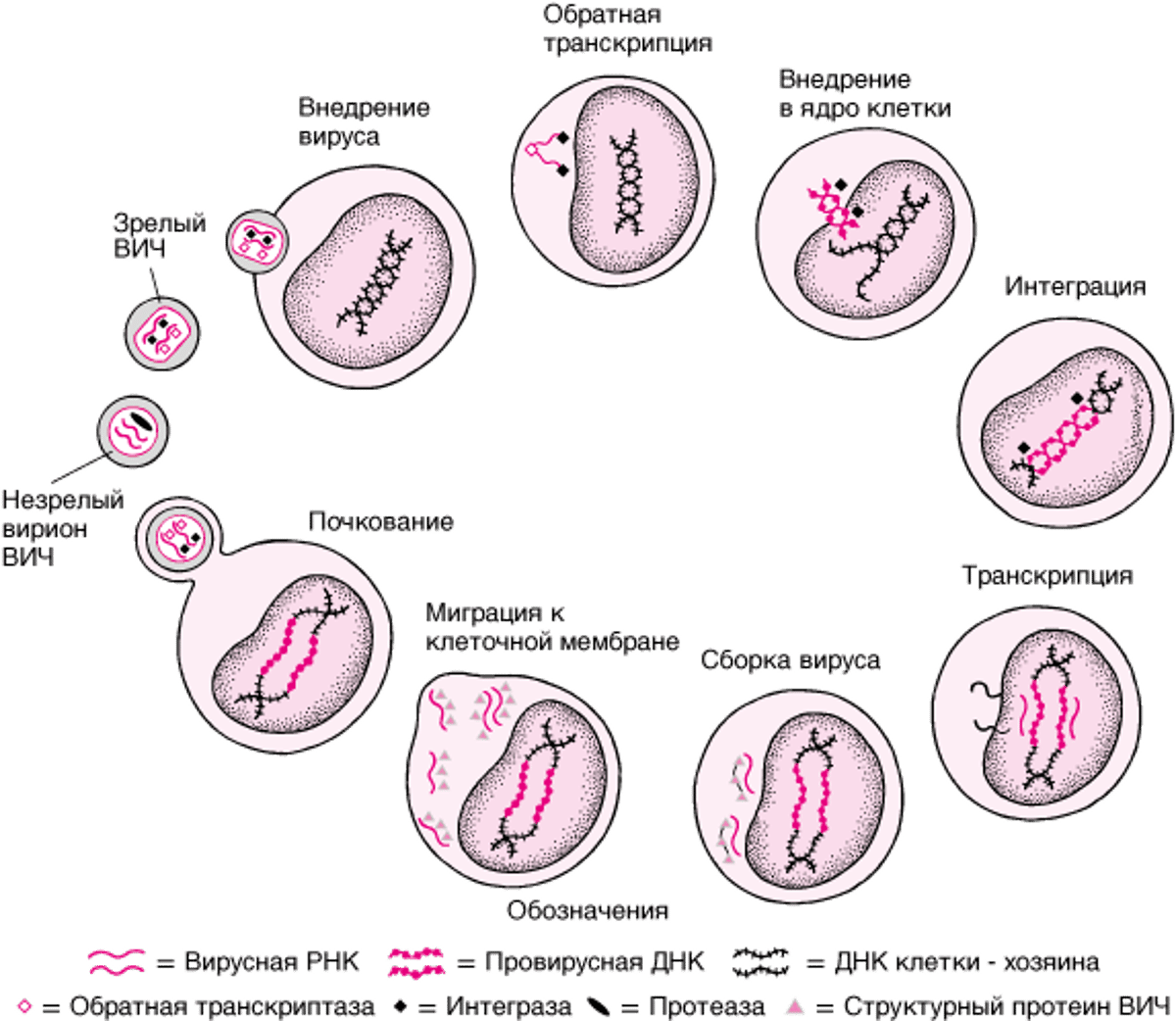 Упрощенный жизненный цикл ВИЧ