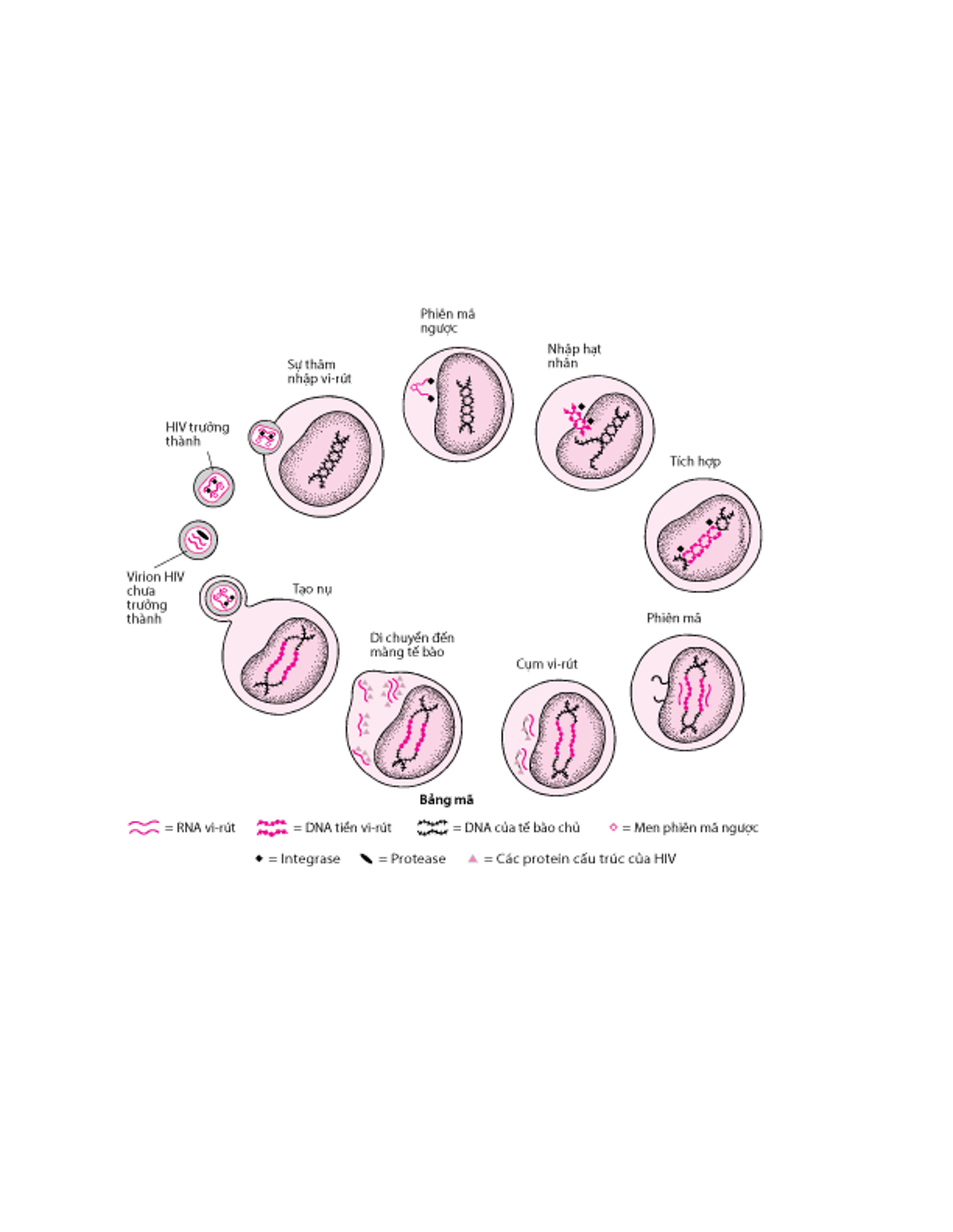Chu kỳ sống đơn giản của HIV