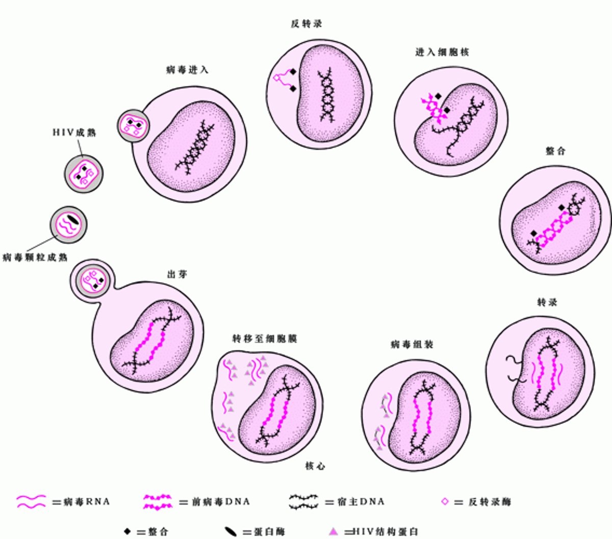HIV生活史概要