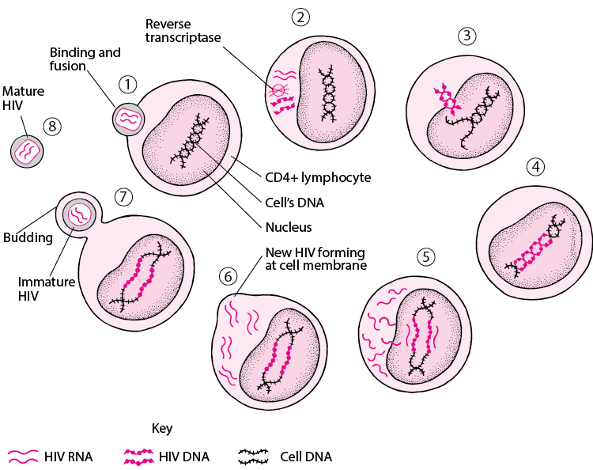 Simplified Life Cycle of the Human Immunodeficiency Virus