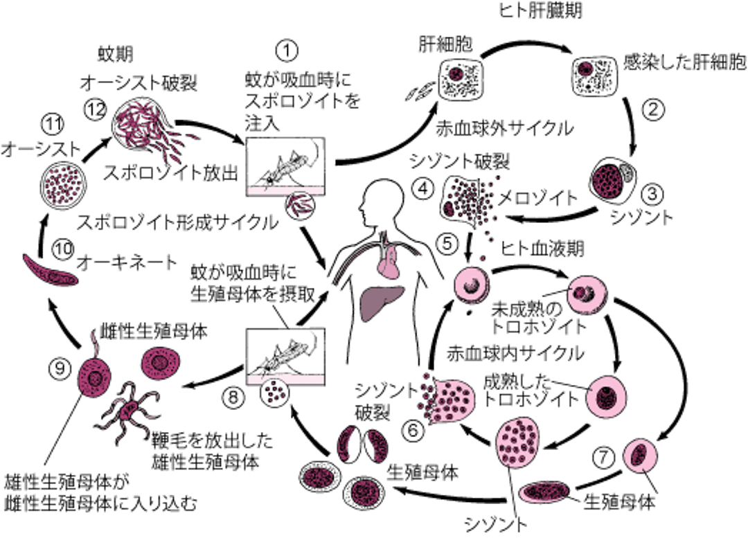 マラリア原虫（<i >Plasmodium</i>）の生活環