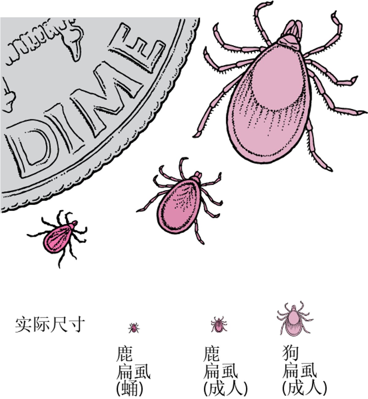 鹿蜱