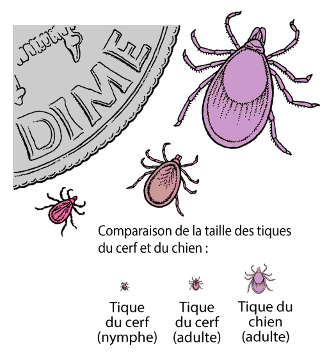 Tiques du cerf