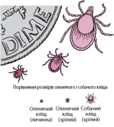 Оленячі кліщі