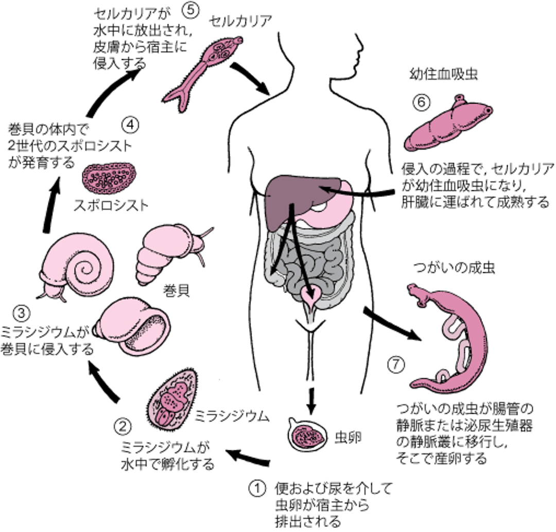簡略化した住血吸虫（Schistosoma）の生活環