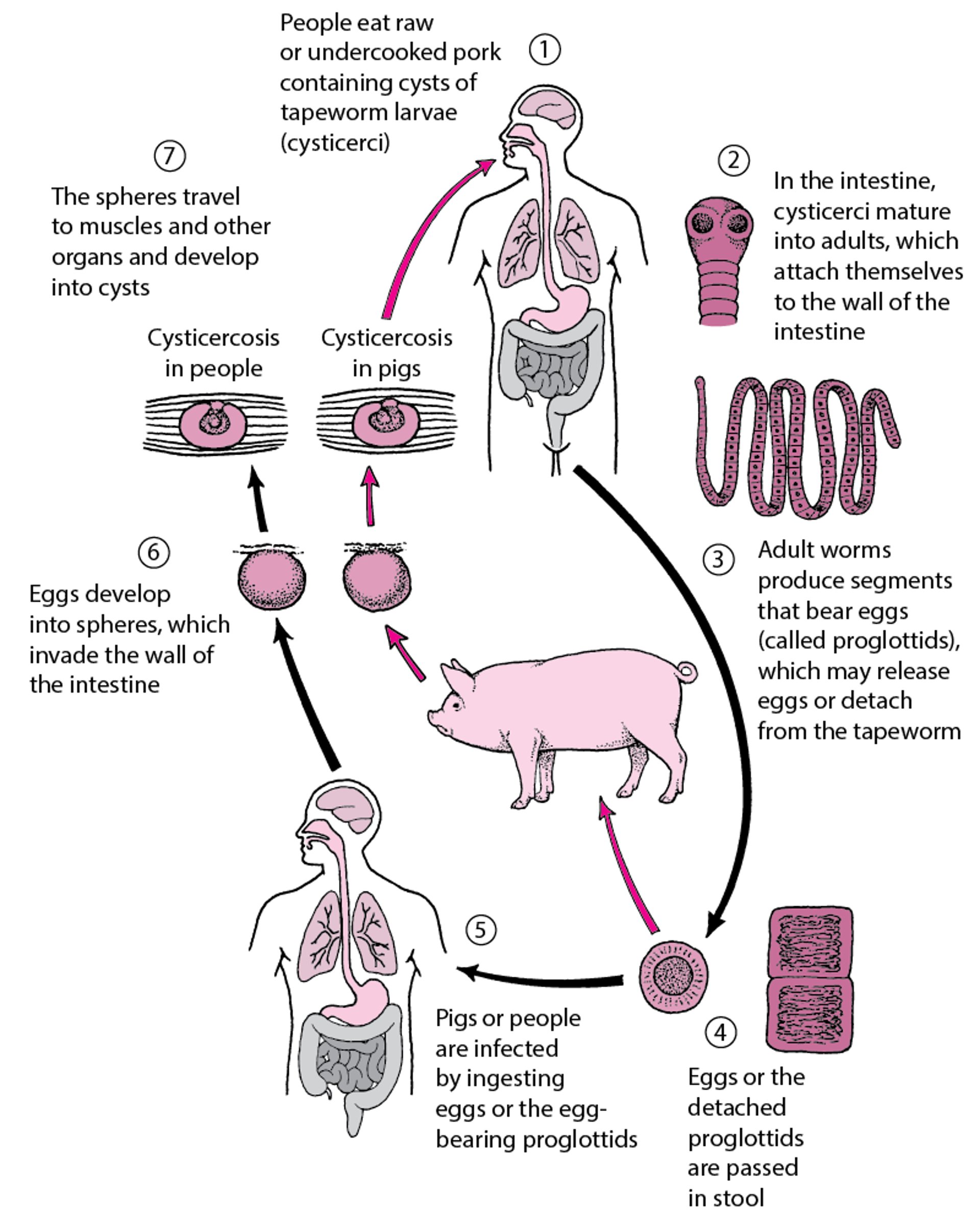 <i >Taenia solium</i> Life Cycle