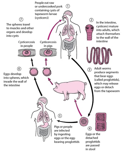 <i >Taenia solium</i> Life Cycle