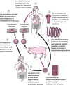 Ciclo vital de Taenia solium