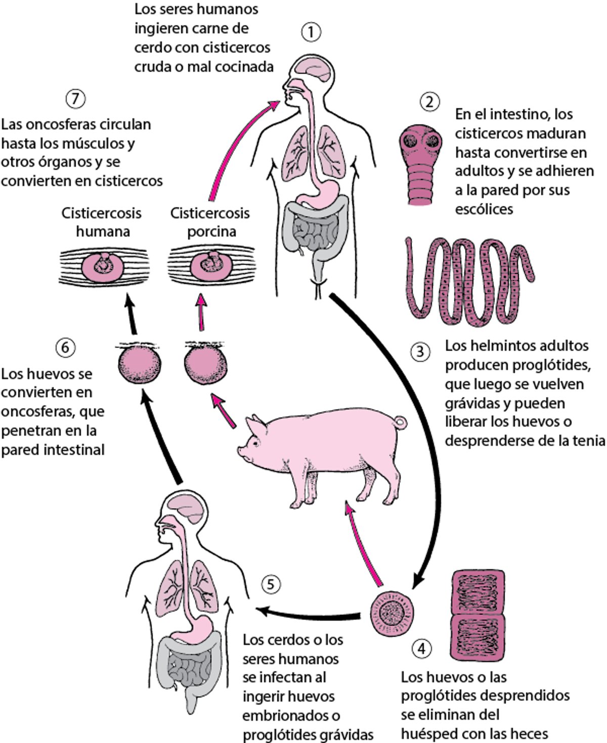 Ciclo vital de Taenia solium