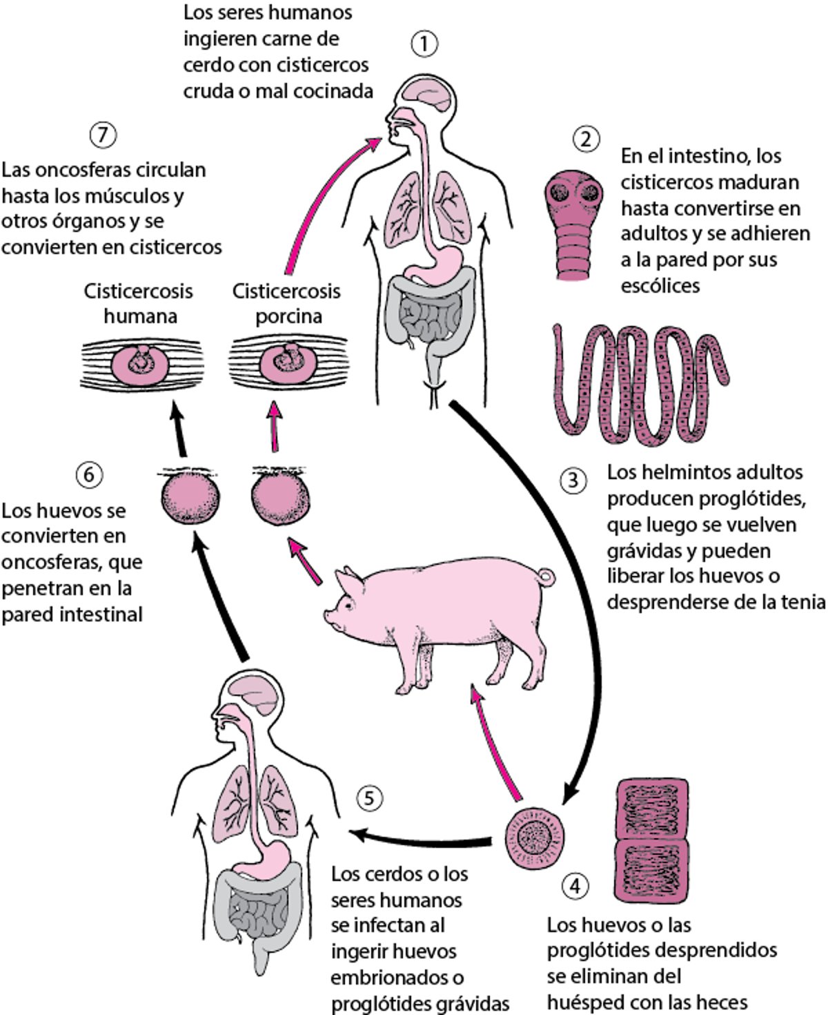 Ciclo vital de <i >Taenia solium</i>