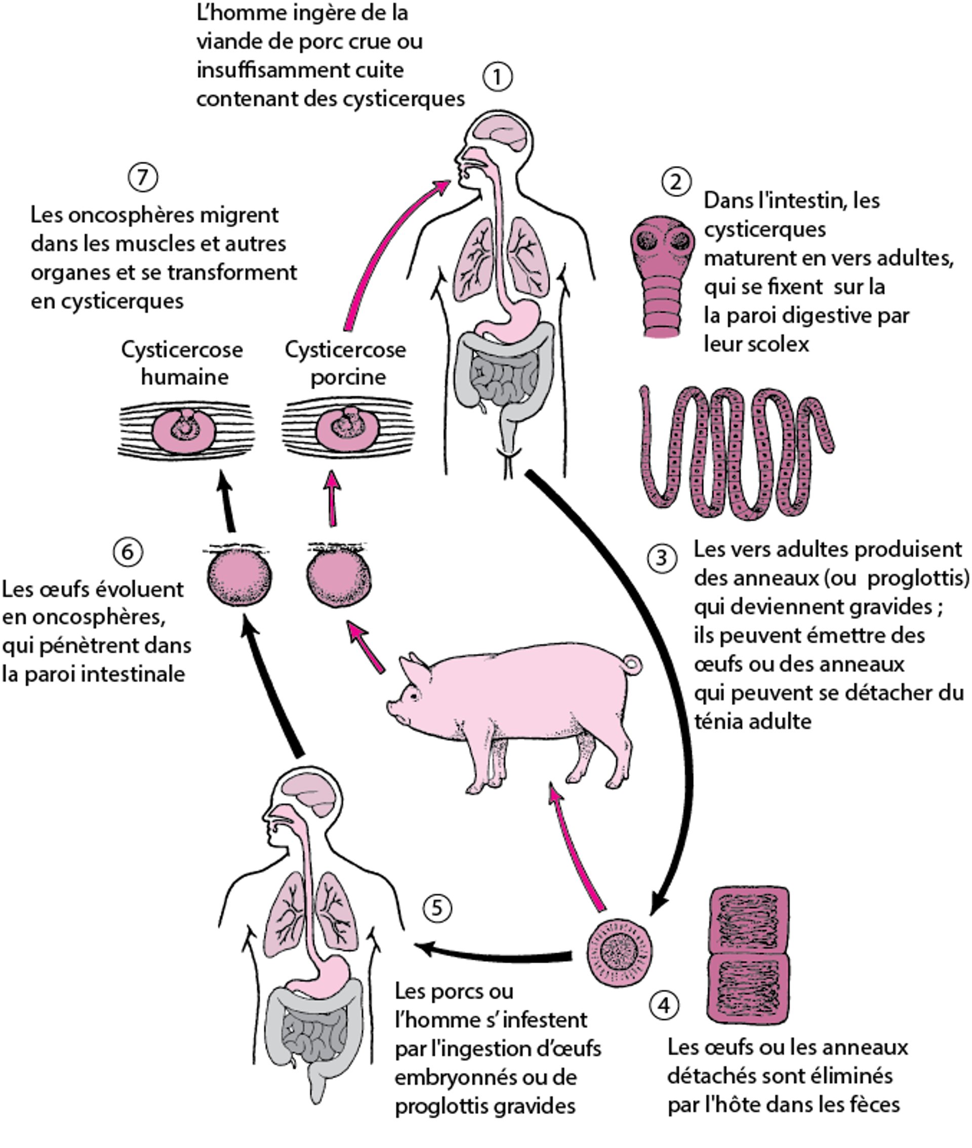 Cycle de vie de Taenia solium