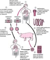 Ciclo di vita di Taenia solium