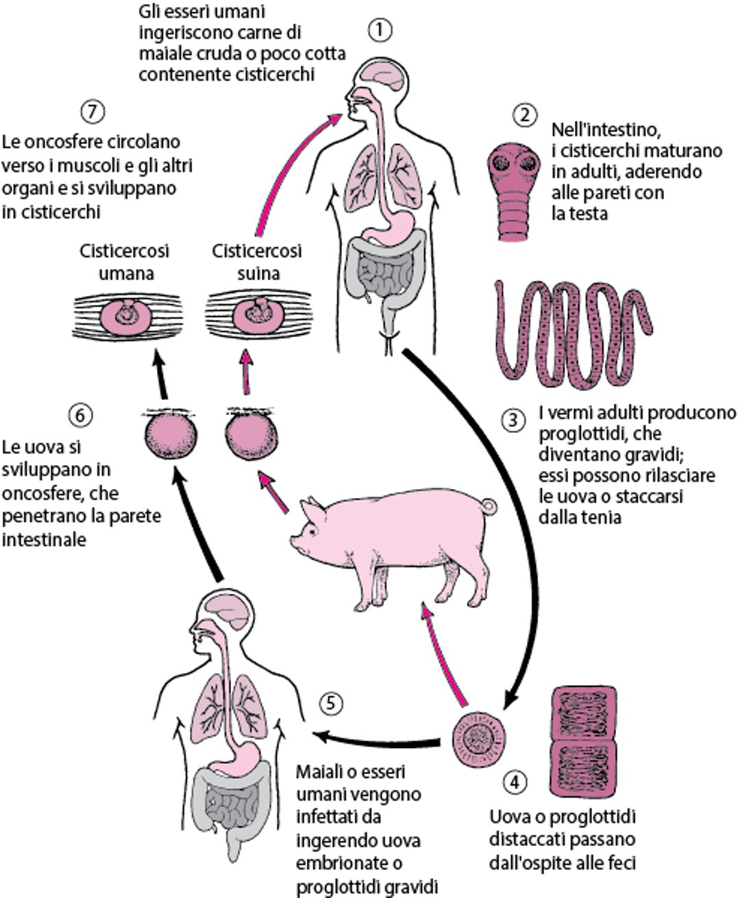 Ciclo di vita di <i >Taenia solium</i>